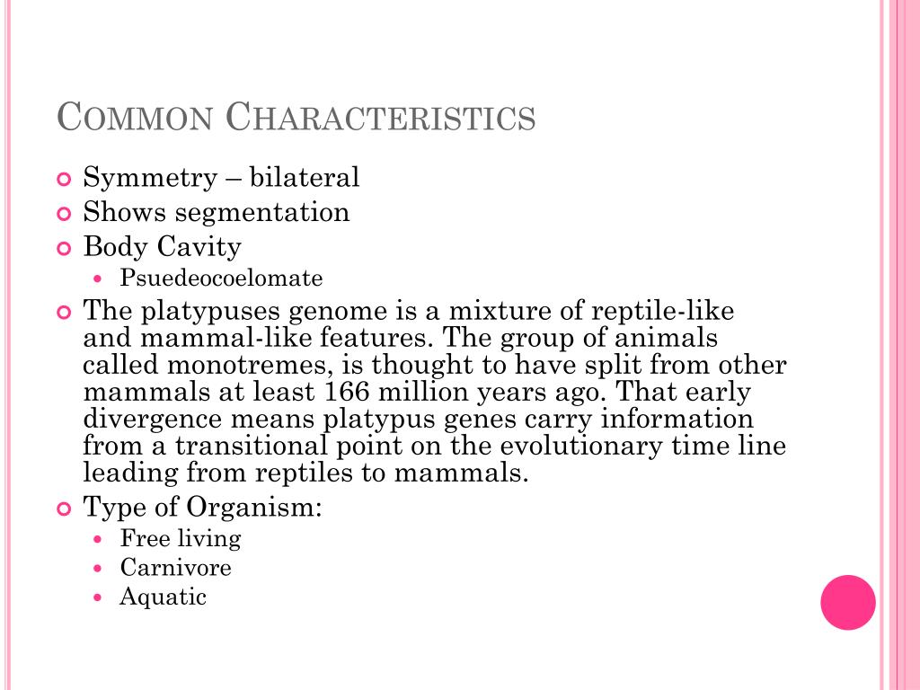 duck billed platypus classification