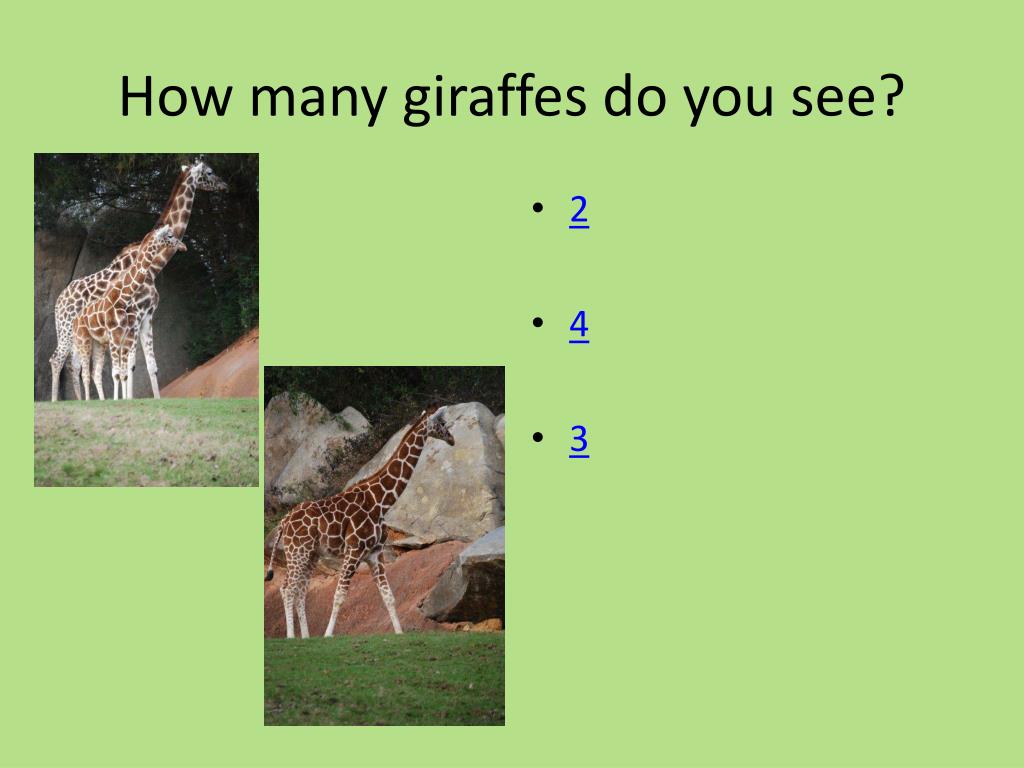 PPT - Fun Animal Addition: A Kindergarten Math Adventure PowerPoint ...