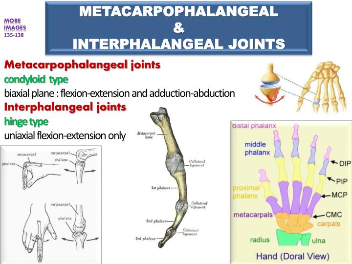 PPT - JOINTS OF THE UPPER LIMB PowerPoint Presentation - ID:2172158