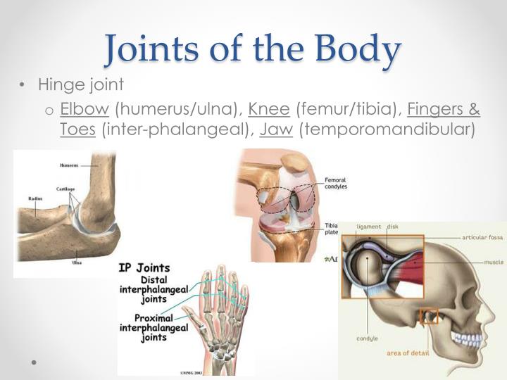 PPT - Joints of the Human Body PowerPoint Presentation - ID:2172471