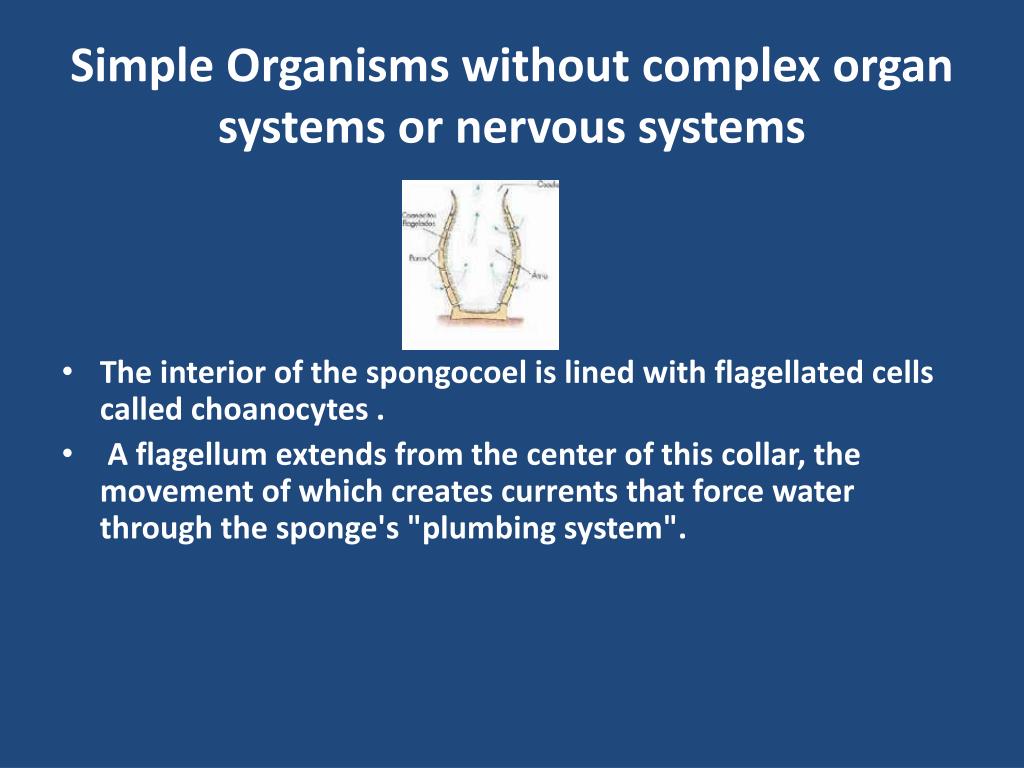 PPT Sponges PowerPoint Presentation, free download ID2172635