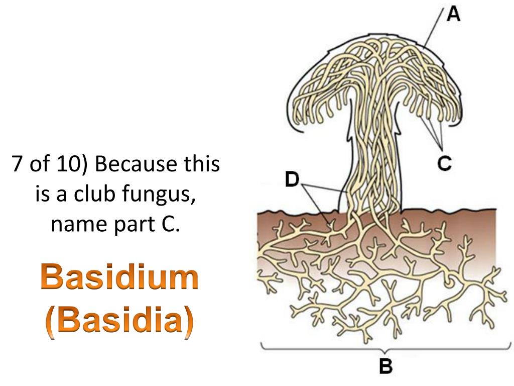 Club Fungi Scientific Name 新しい壁紙メリークリスマス21
