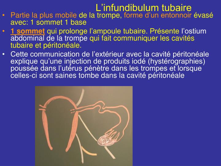 PPT - Trompe utérine PowerPoint Presentation - ID:2173008