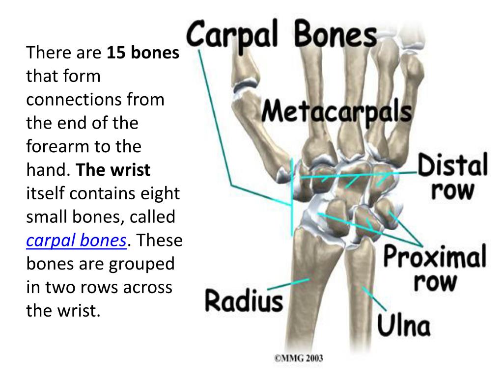 The bones form. Стенд the hand. Bones in the forearm and Wrist.. The Bone Framework of the forearm are. Carpal Bones.