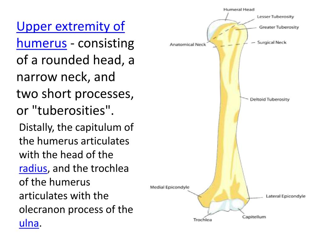 PPT - The humerus is a long bone in the arm that runs from the shoulder