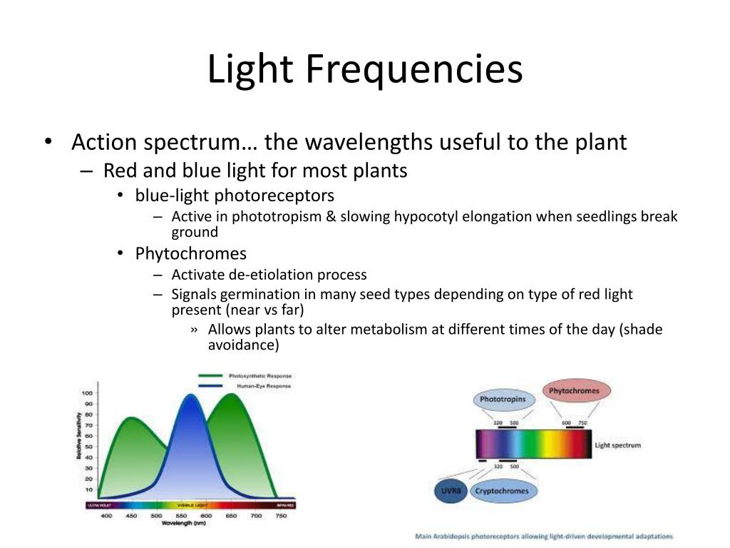 PPT Plant Tropism and Defenses PowerPoint Presentation, free download