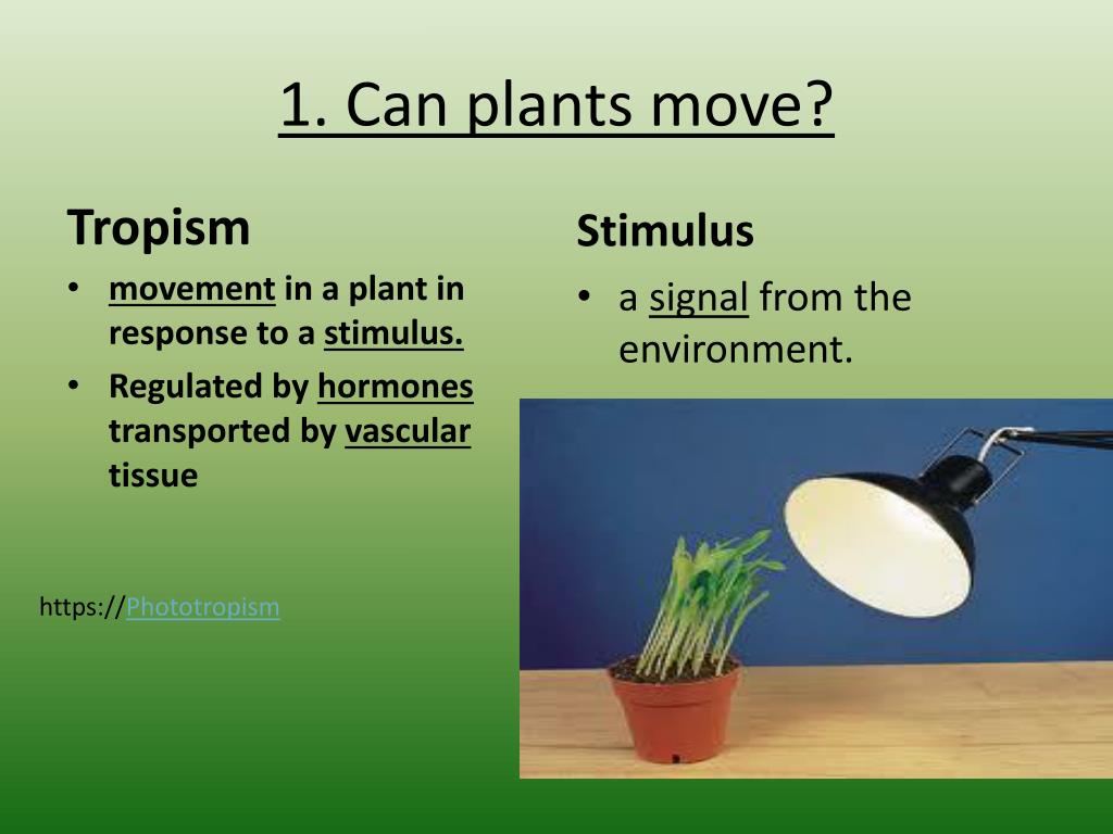 PPT Plant Tropisms! PowerPoint Presentation, free