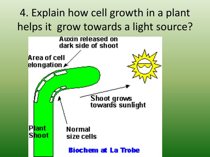 PPT Plant Tropisms! PowerPoint Presentation ID2173743