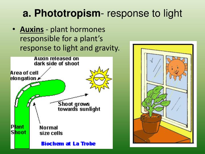 phototropism organisms response to light Phototropism is the growth of an organism which responds to a light stimulus it is most often observed in plants, but can also occur in other organisms such as. phototropism organisms response to light Phototropism is the growth of an organism which responds to a light stimulus it is most often observed in plants, but can also occur in other organisms such as.