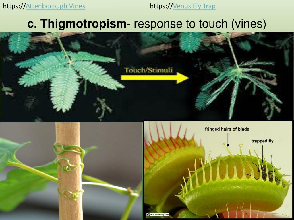 PPT Plant Tropisms! PowerPoint Presentation, free