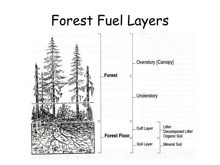 PPT Introduction to Fire Ecology PowerPoint Presentation ID2173835