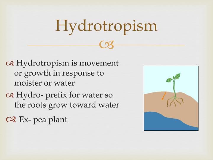 PPT - Unique Tropism Of Plants PowerPoint Presentation - ID:2174038