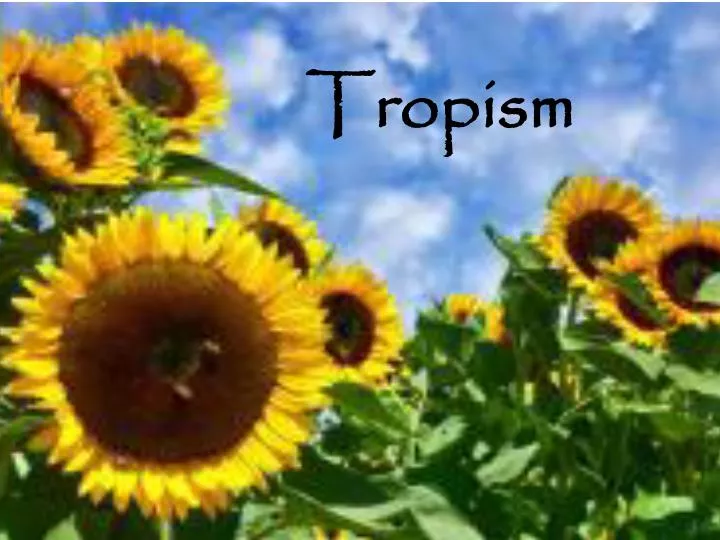 PPT Tropism PowerPoint Presentation, free download ID2174120