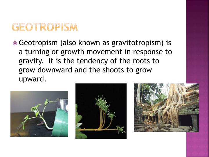 PPT - Behavioral and structural Adaptations PowerPoint Presentation ...