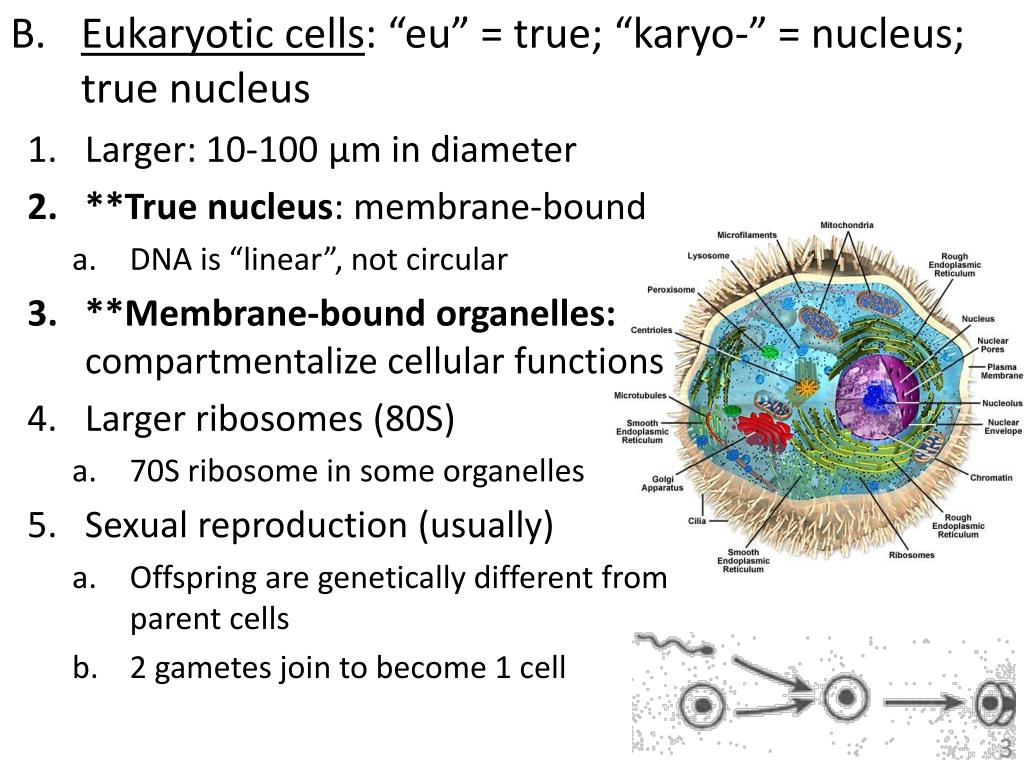 PPT - Unit 2.3: Cells and Organelles PowerPoint ...