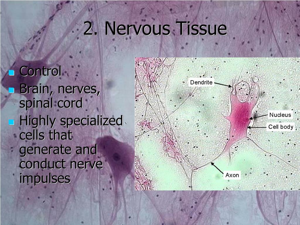 PPT - Tissues Introduction Epithelial Tissue Classification Glands