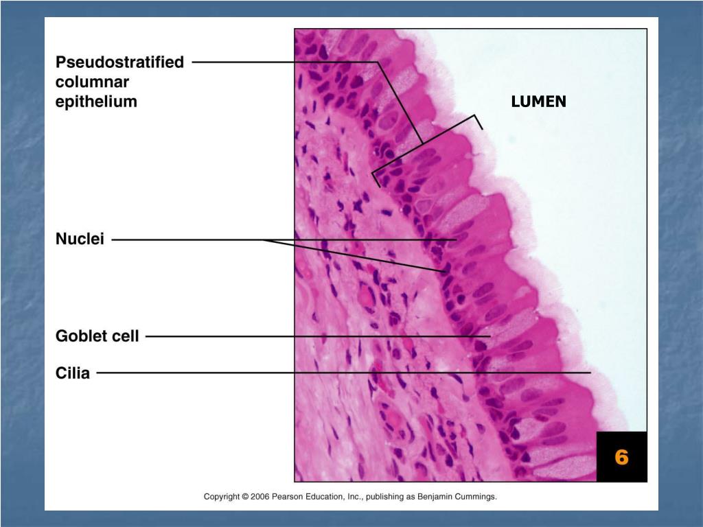 PPT - Tissues Introduction Epithelial Tissue Classification Glands ...