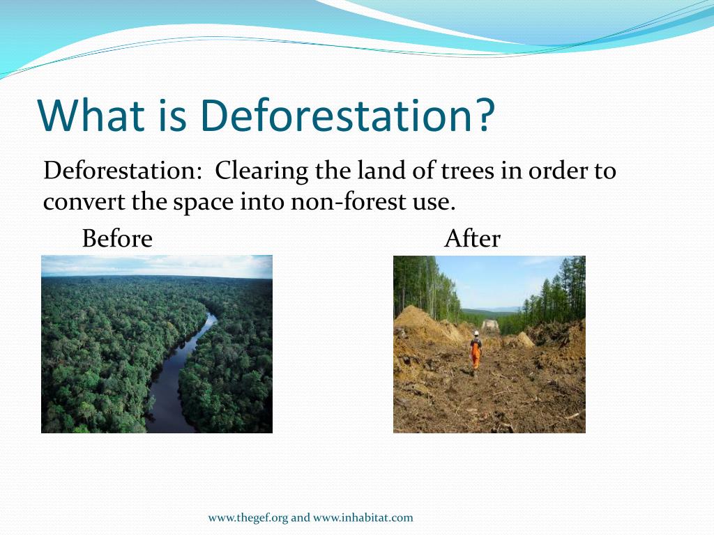 hypothesis on deforestation
