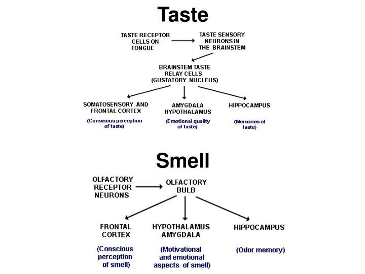 PPT - Chemical Senses Taste And Smell PowerPoint Presentation - ID:2175189