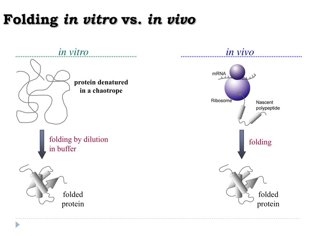 In vitro и in vivo