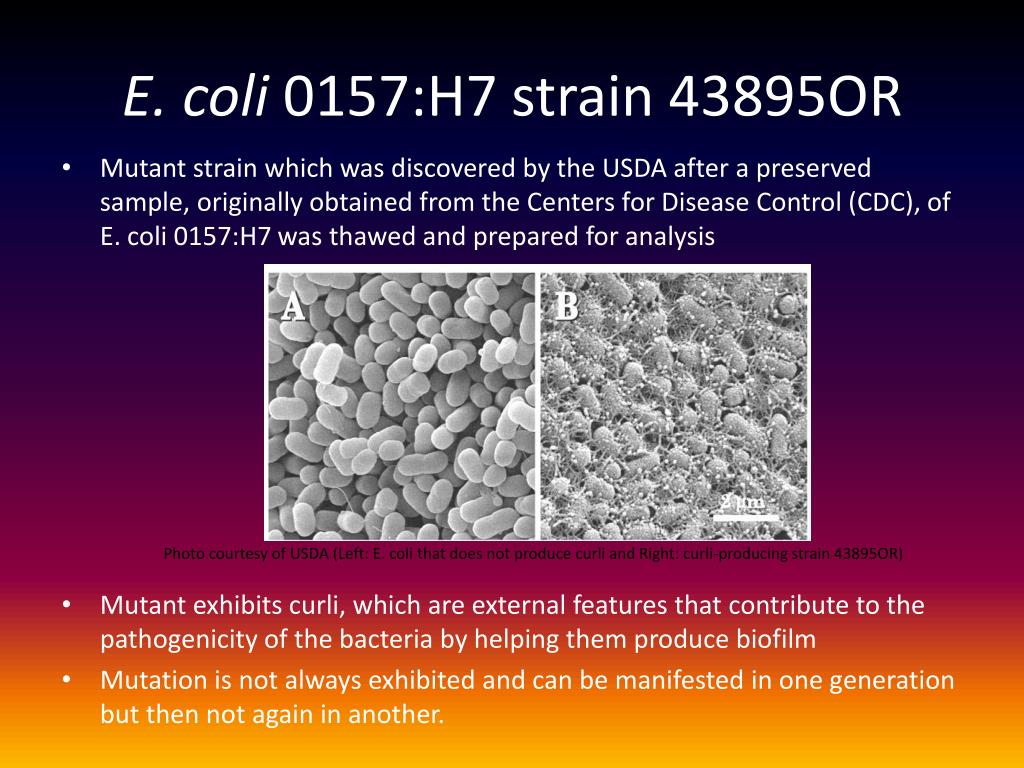 PPT - Effect Of Microgravity On The Reproduction Of Curli -Producing E ...