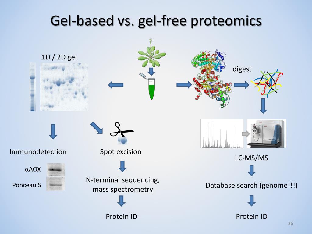 searchgui proteomics download