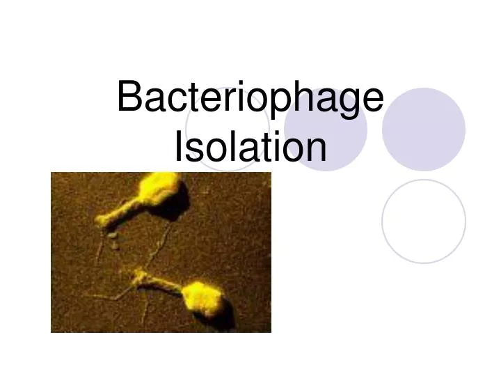 bacteriophage isolation n.