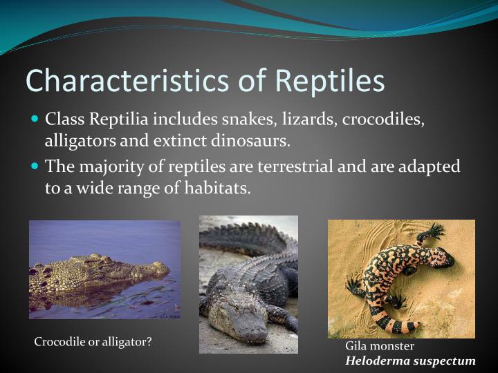 PPT - Characteristics of Reptiles PowerPoint Presentation - ID:2176414