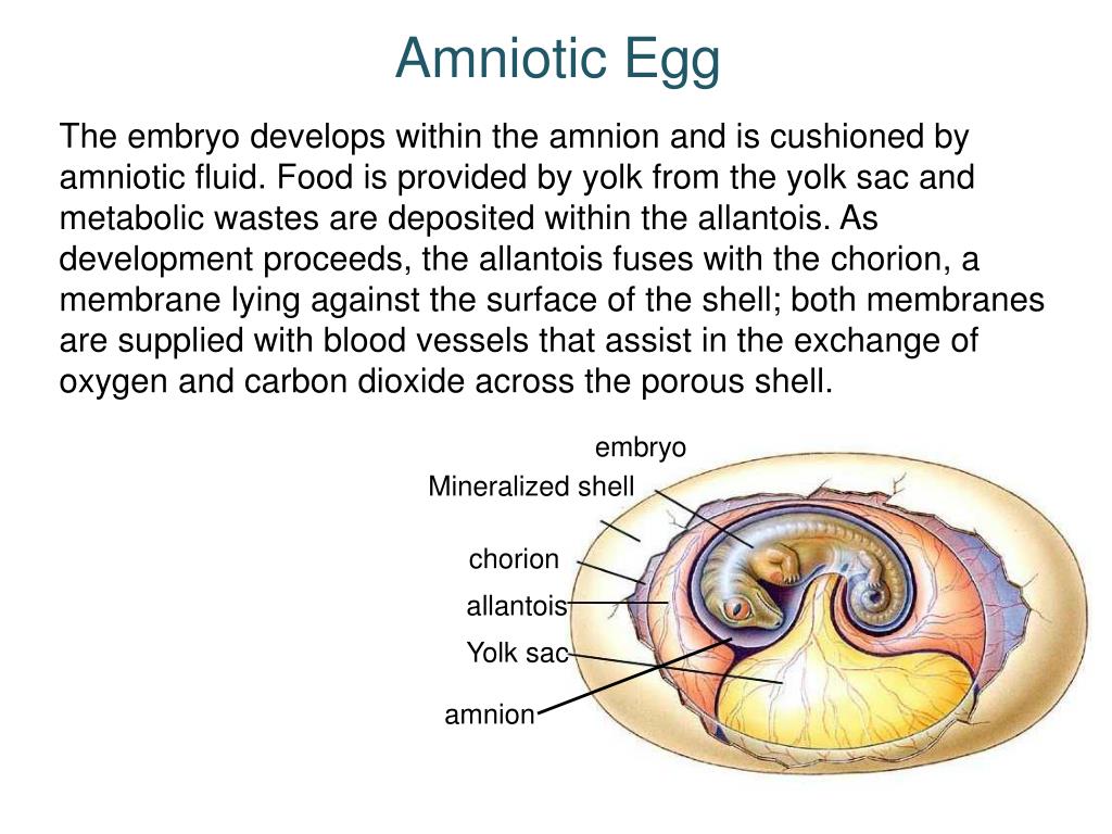 PPT Introduction to Biogeography and Amniotes PowerPoint Presentation