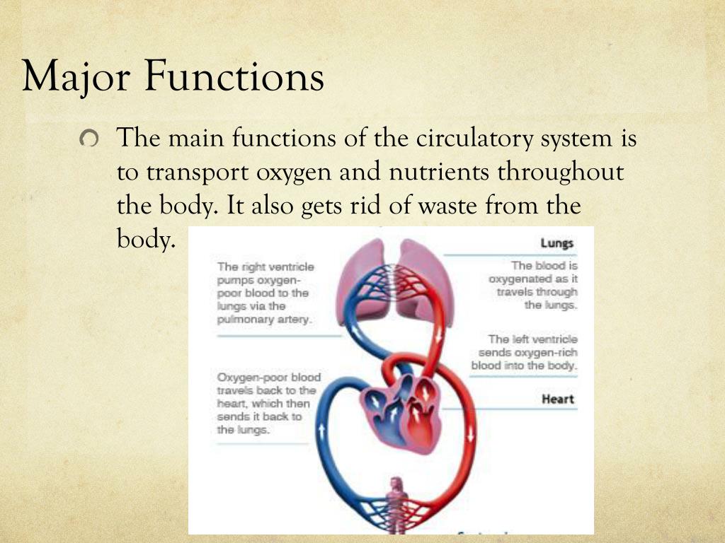 Cardiovascular System Main Function