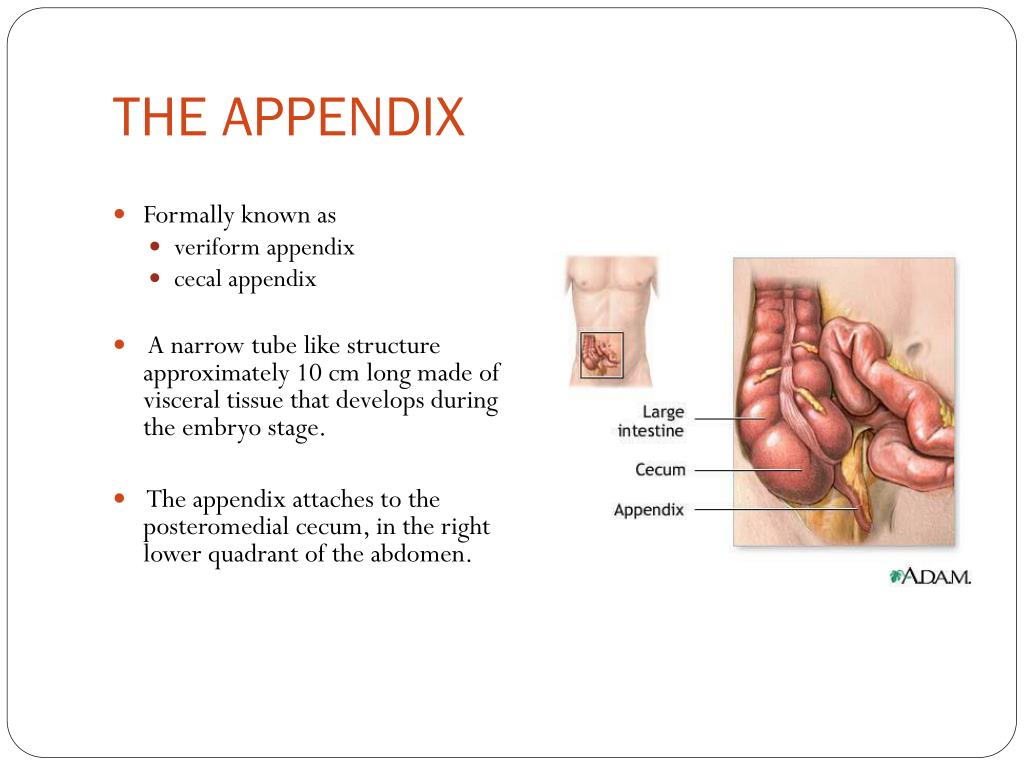 The Appendix L 