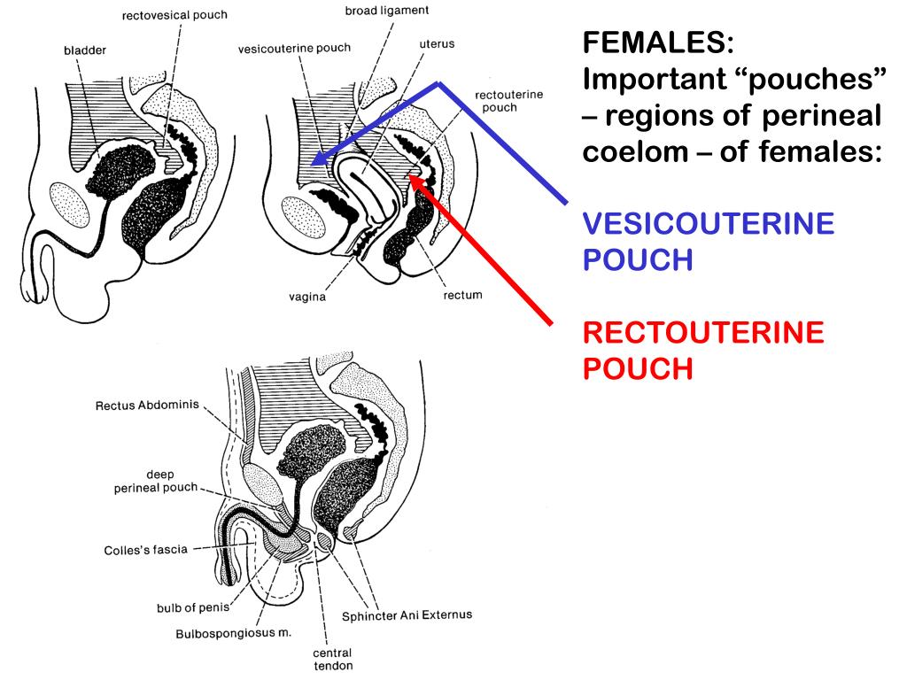 PPT Biology 323 Human Anatomy for Biology Majors Lecture 15 Dr