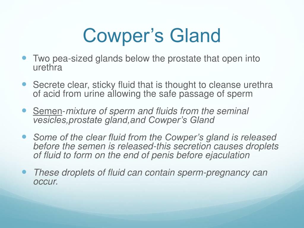 PPT - Male Reproductive System PowerPoint Presentation - ID:2176684