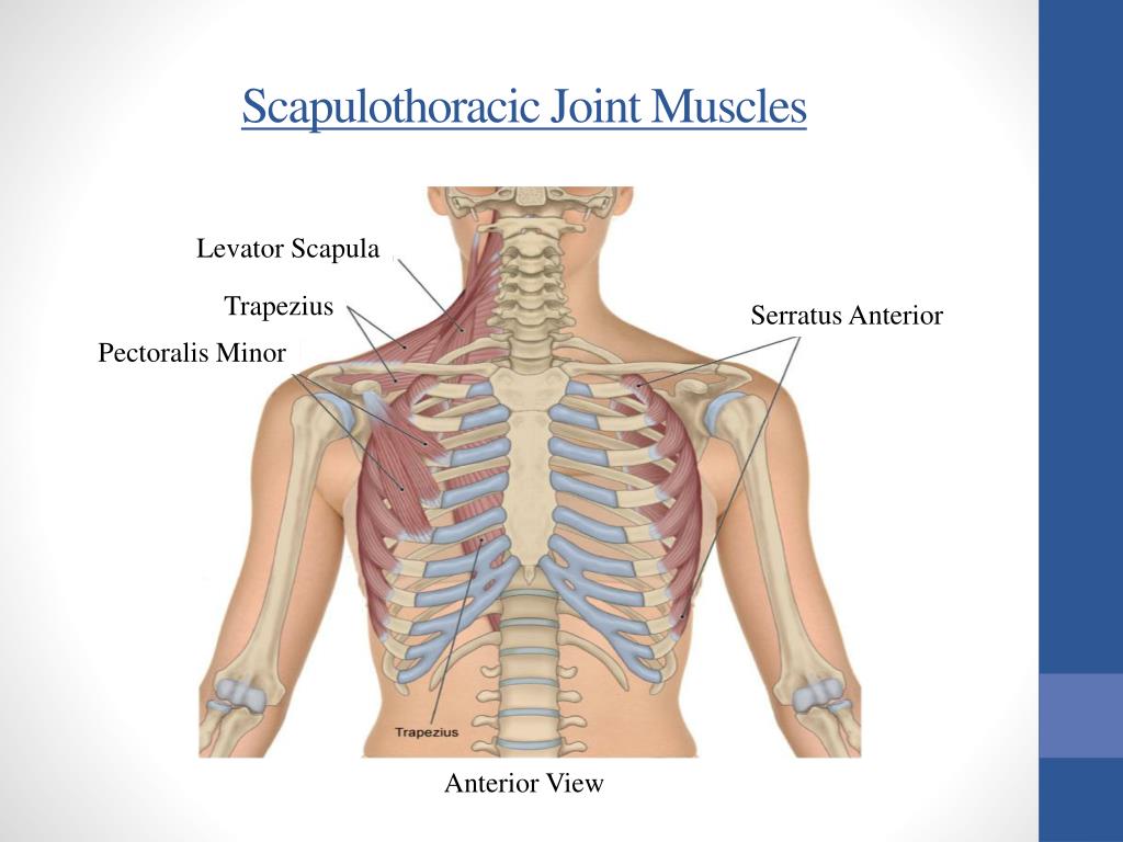 Scapiothorasic Muscles Scapulothoracic Joint Muscles