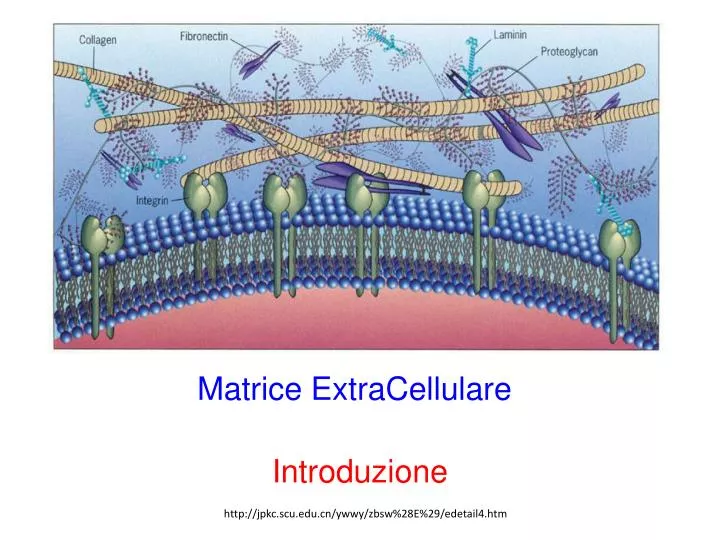 Qu Est Ce Que La Matrice Extracellulaire