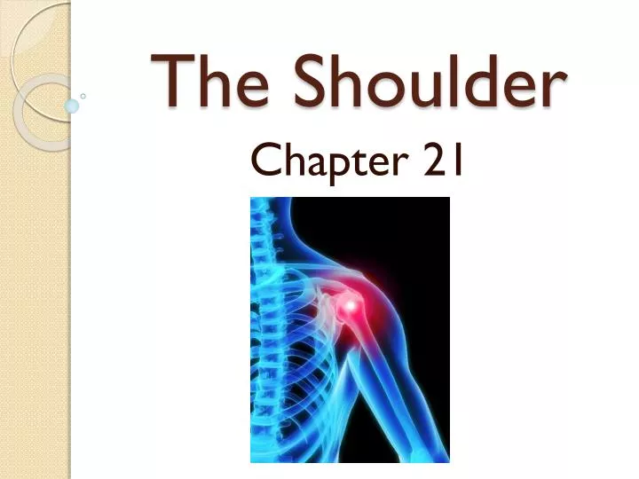 the shoulder n.