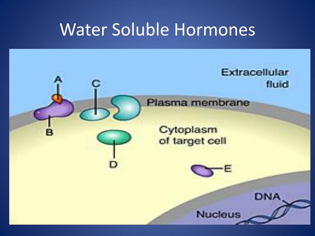 PPT - Chapter 45 Hormones and the Endocrine System PowerPoint