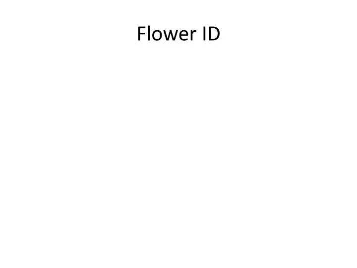flower id n.