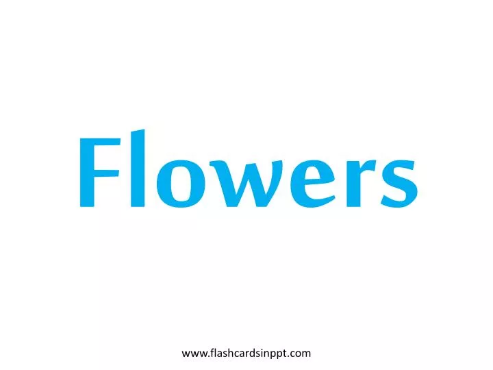 flowers n.