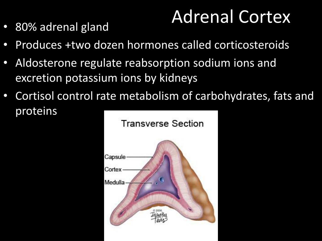 adrenal cortex produces adrenal cortex produces