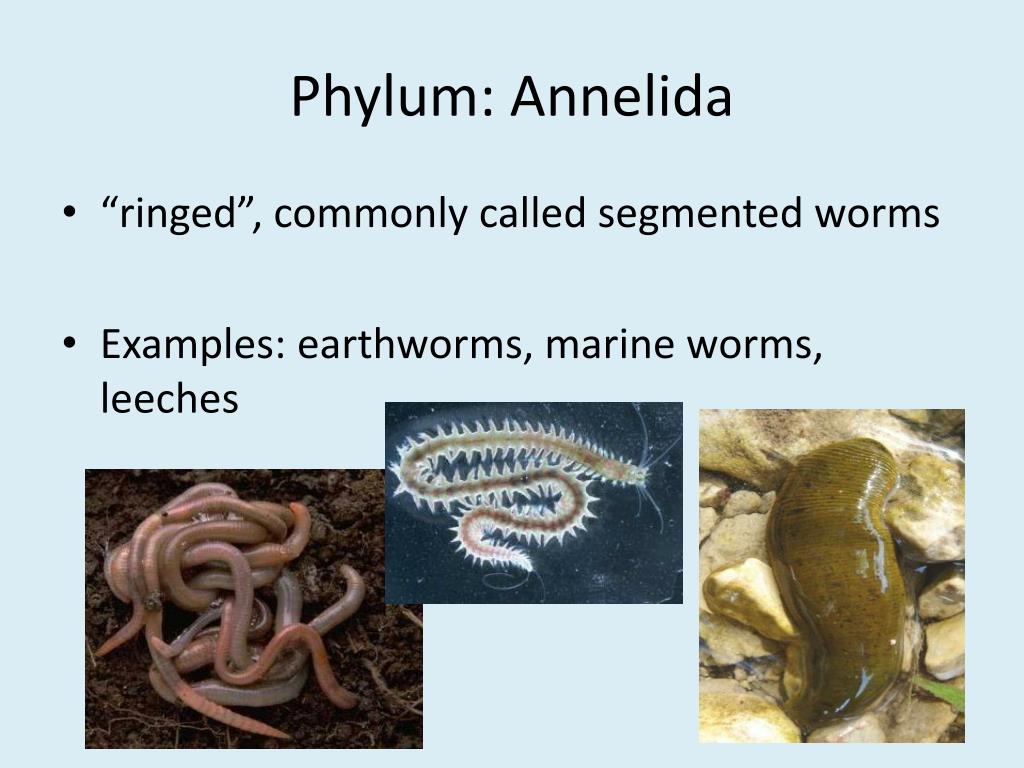 PPT - Phylum: Annelida PowerPoint Presentation, free download - ID:2177326 PPT - Phylum: Annelida PowerPoint Presentation, free download - ID:2177326