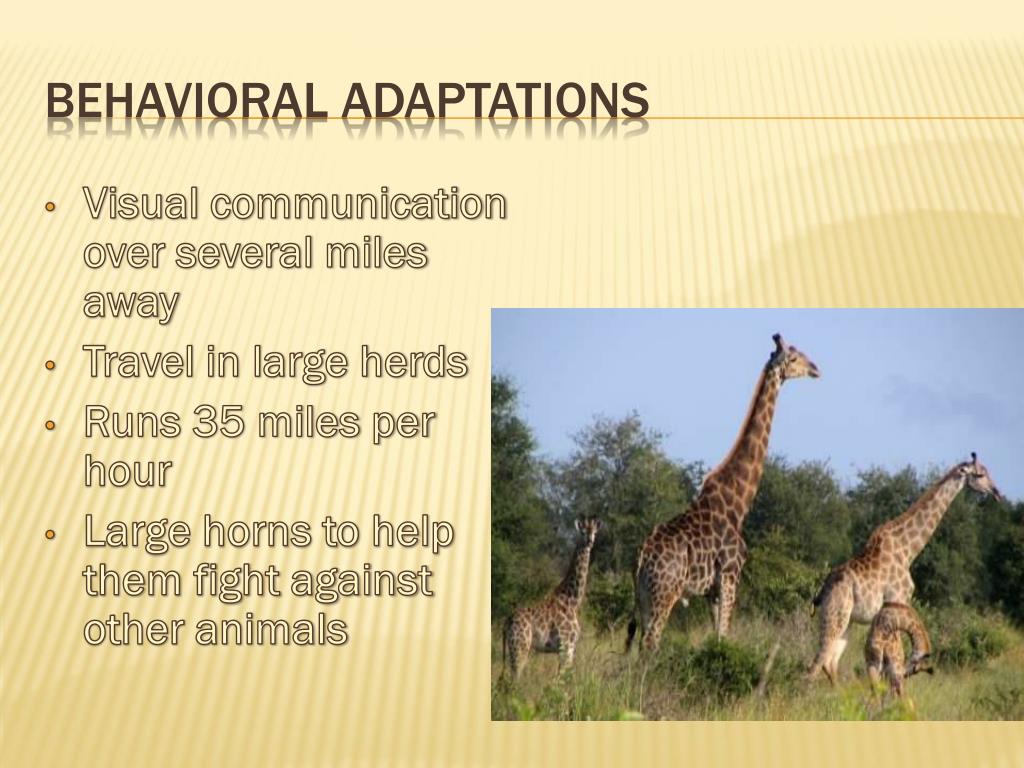 Adaptation Of Giraffe