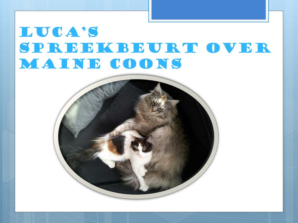 PPT - Luca's spreekbeurt over Maine coons PowerPoint Presentation, free  download - ID:2177556