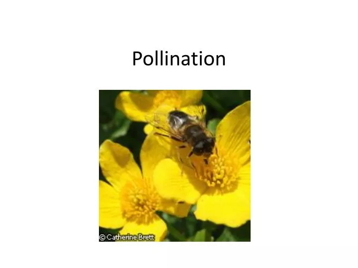 pollination n.