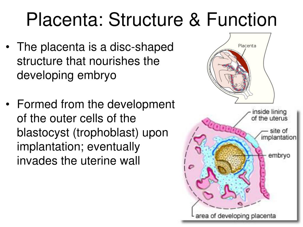 Placenta Structure And Function