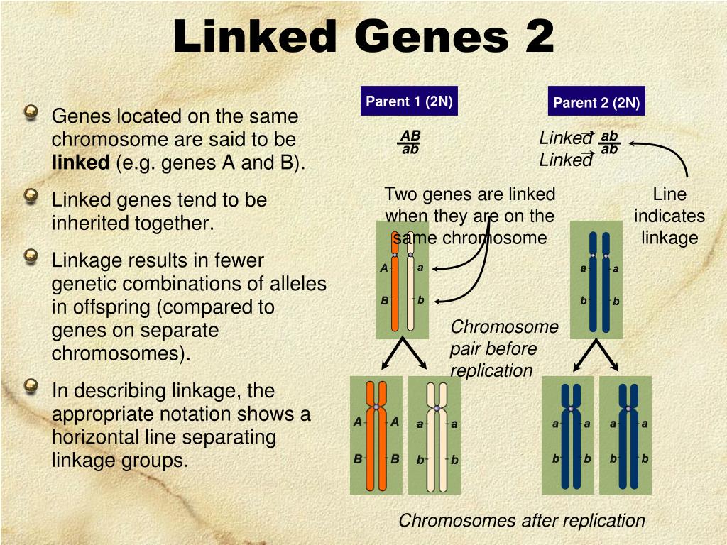 Ppt Linked Genes Sex Linkage And Pedigrees Powerpoint Presentation