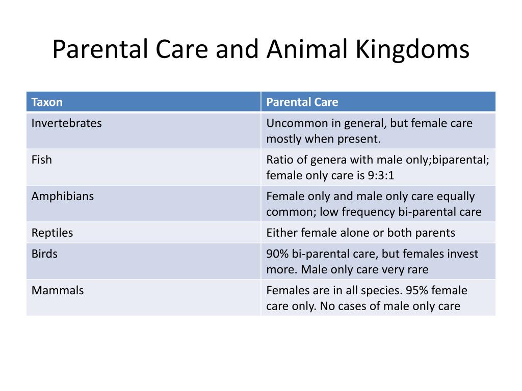 PPT - Parental Care and Family Conflicts PowerPoint Presentation, free download - ID:2177923 PPT - Parental Care and Family Conflicts PowerPoint Presentation, free download - ID:2177923