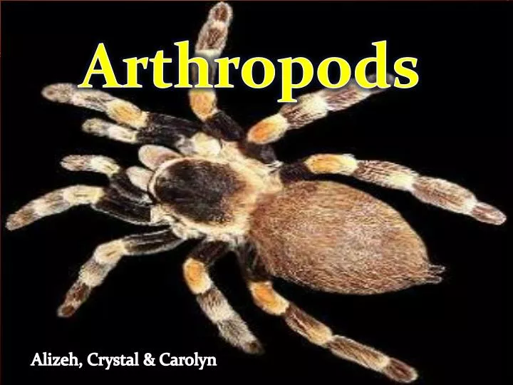 PPT Arthropods PowerPoint Presentation Free Download ID 2178017