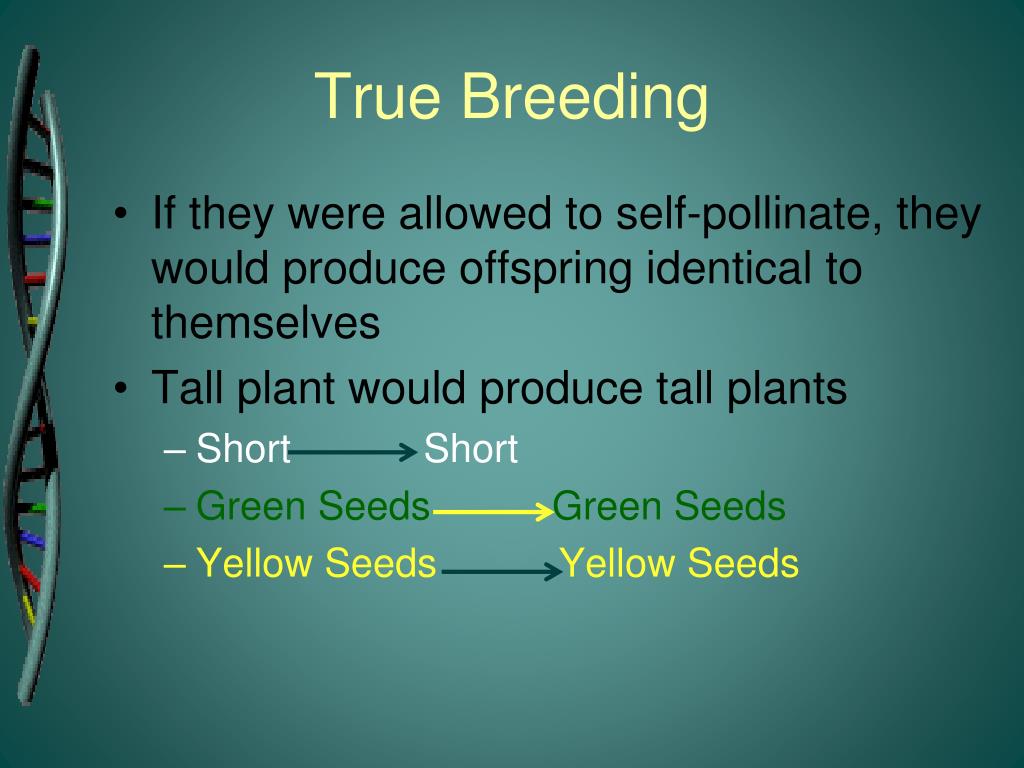 PPT Chapter 11 PowerPoint Presentation Free Download ID 2178267