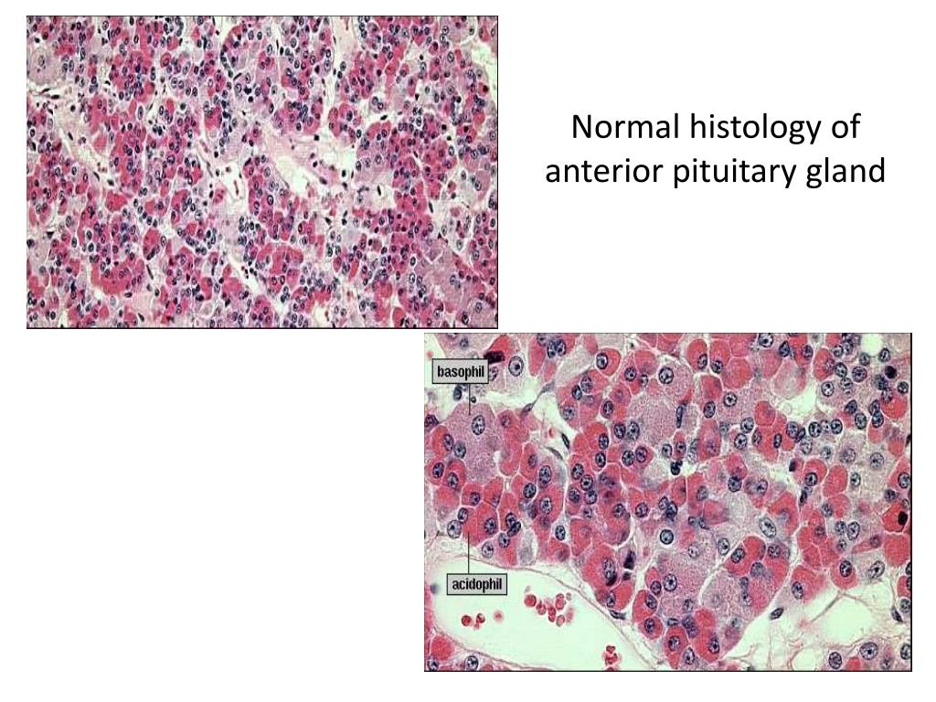 Pituitary Gland Histology Diagram 